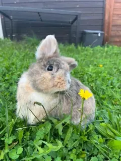 Hermès, lapin bélier, assis dans l’herbe