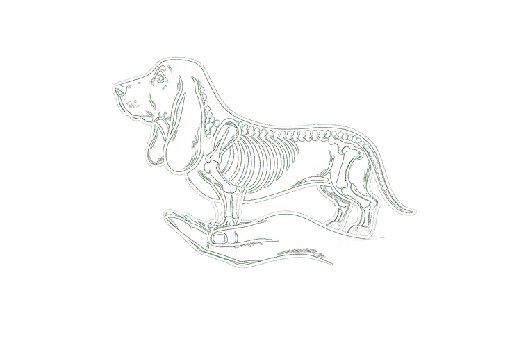 Ostéopathe animalier — squelette de chien dans une main