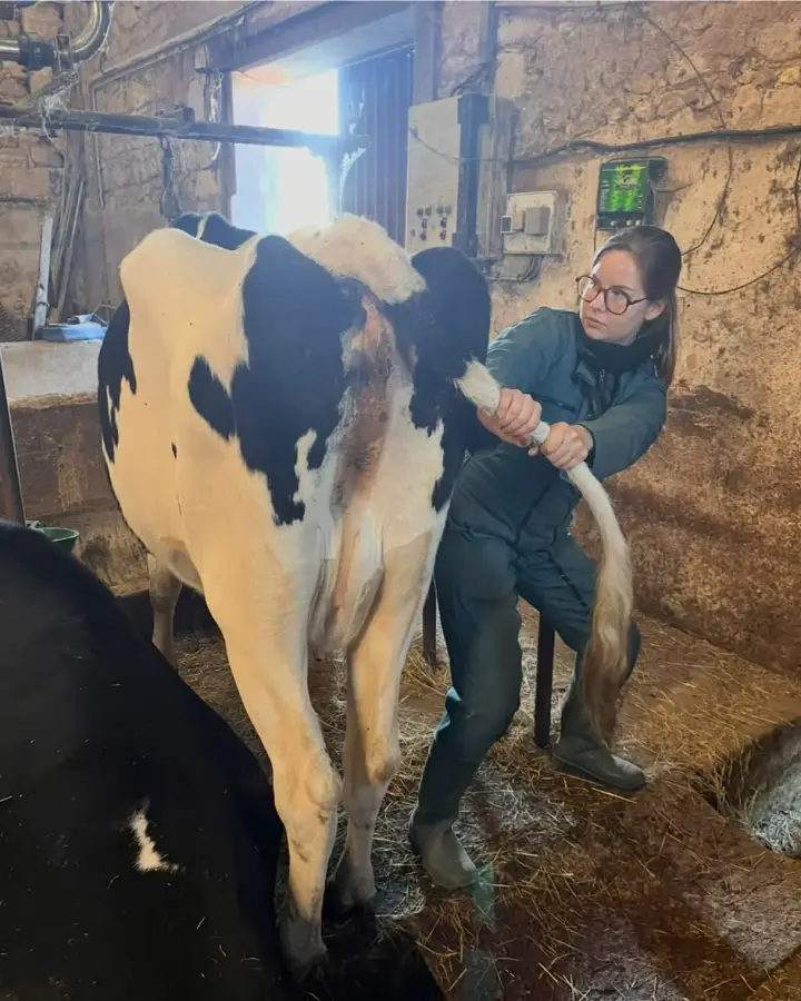 Léa Laplace mobilise la queue d’une vache laitière dans une étable paillée