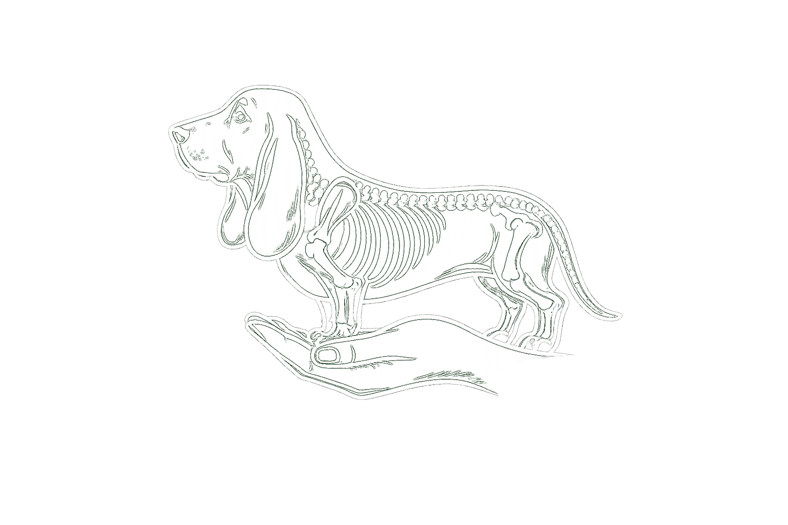 Ostéopathe animalier — squelette de chien dans une main